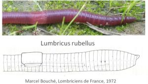 Photo d'un ver de terre Lumbricus rubellus et planche morphologique Marcel Bouché