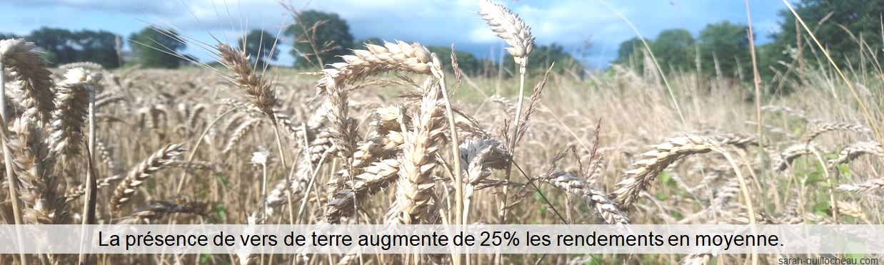 Photo d'un champ de blé avec la légende la préence de vers de terre augmentent les rendements de 25% en moyenne