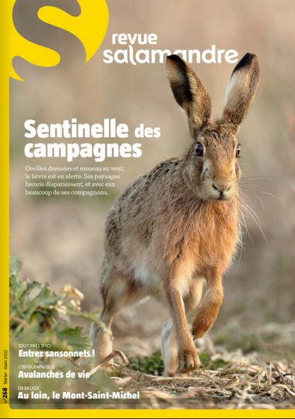 Read more about the article Article dans la revue Salamandre « Comment les vers de terre creusent-ils leurs trous ? »
