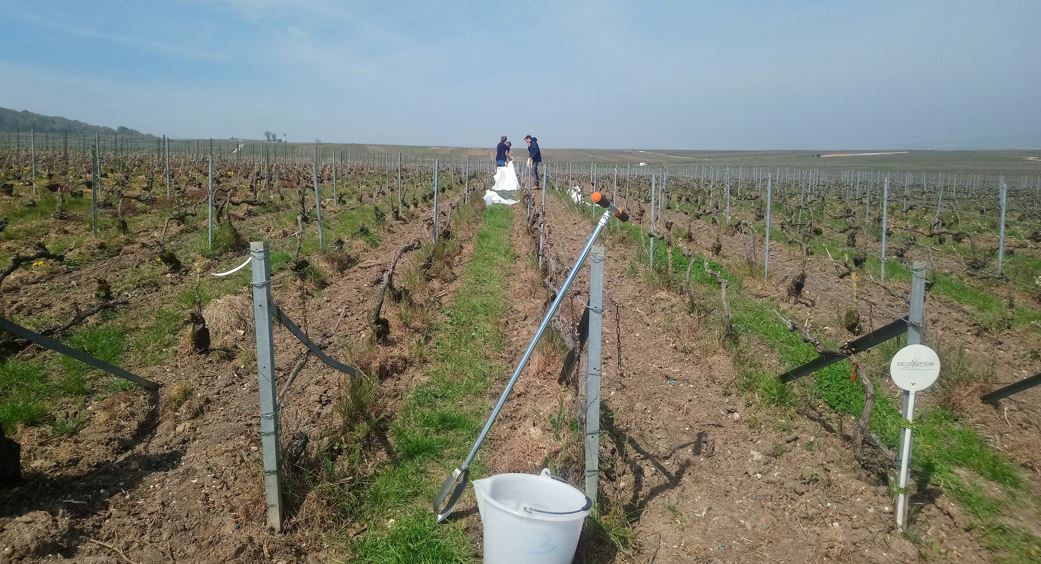 Read more about the article Echantillonnage des bio-indicateurs du sol dans le vignoble champenois (avec DATASOL)
